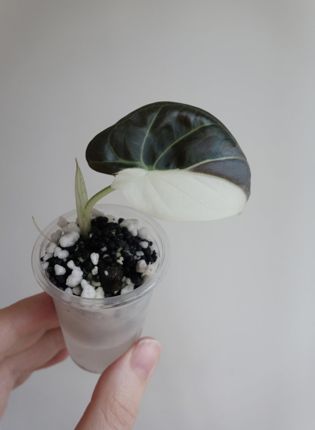 Regal Shield Albo/Pink