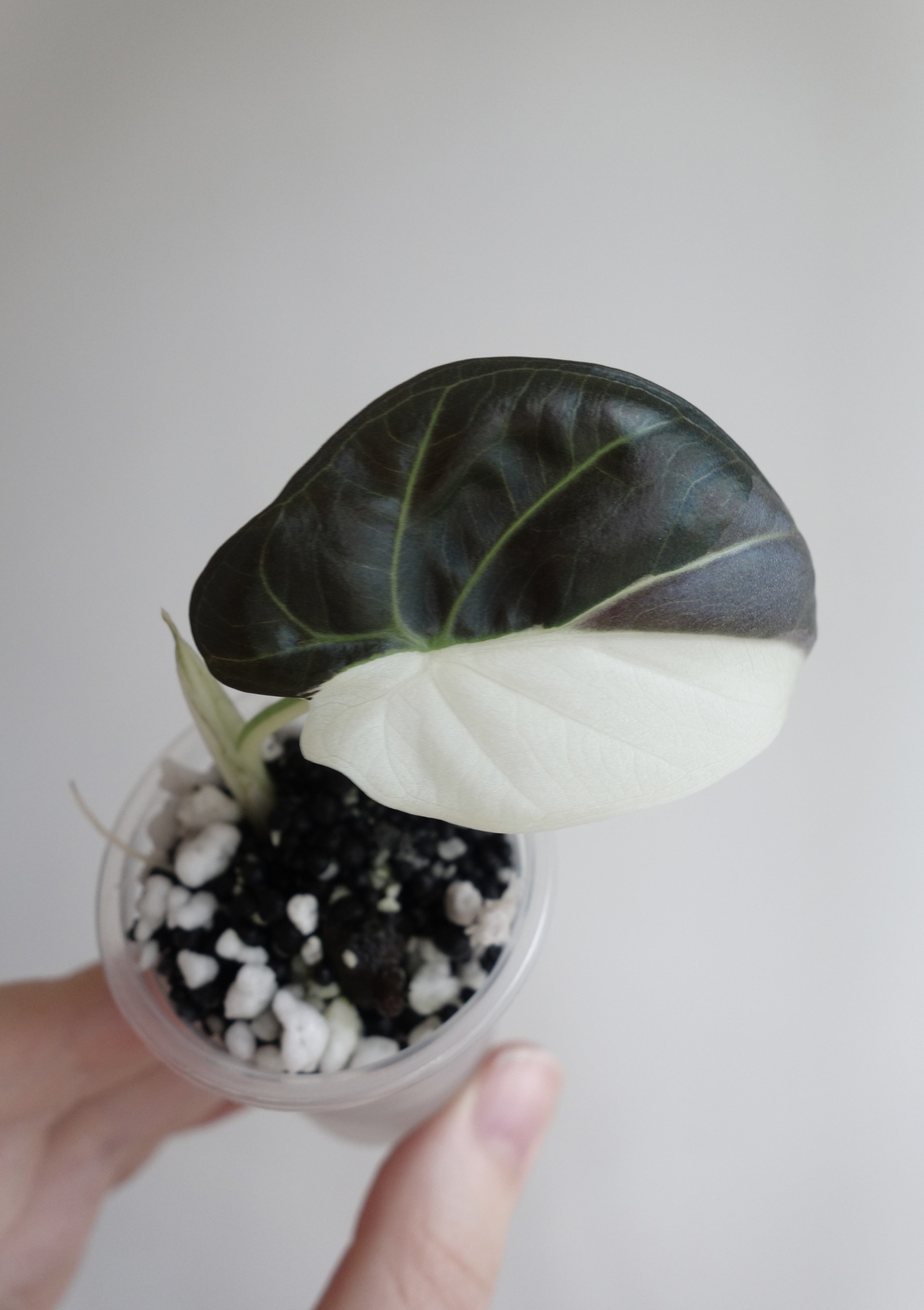 Regal Shield Albo/Pink