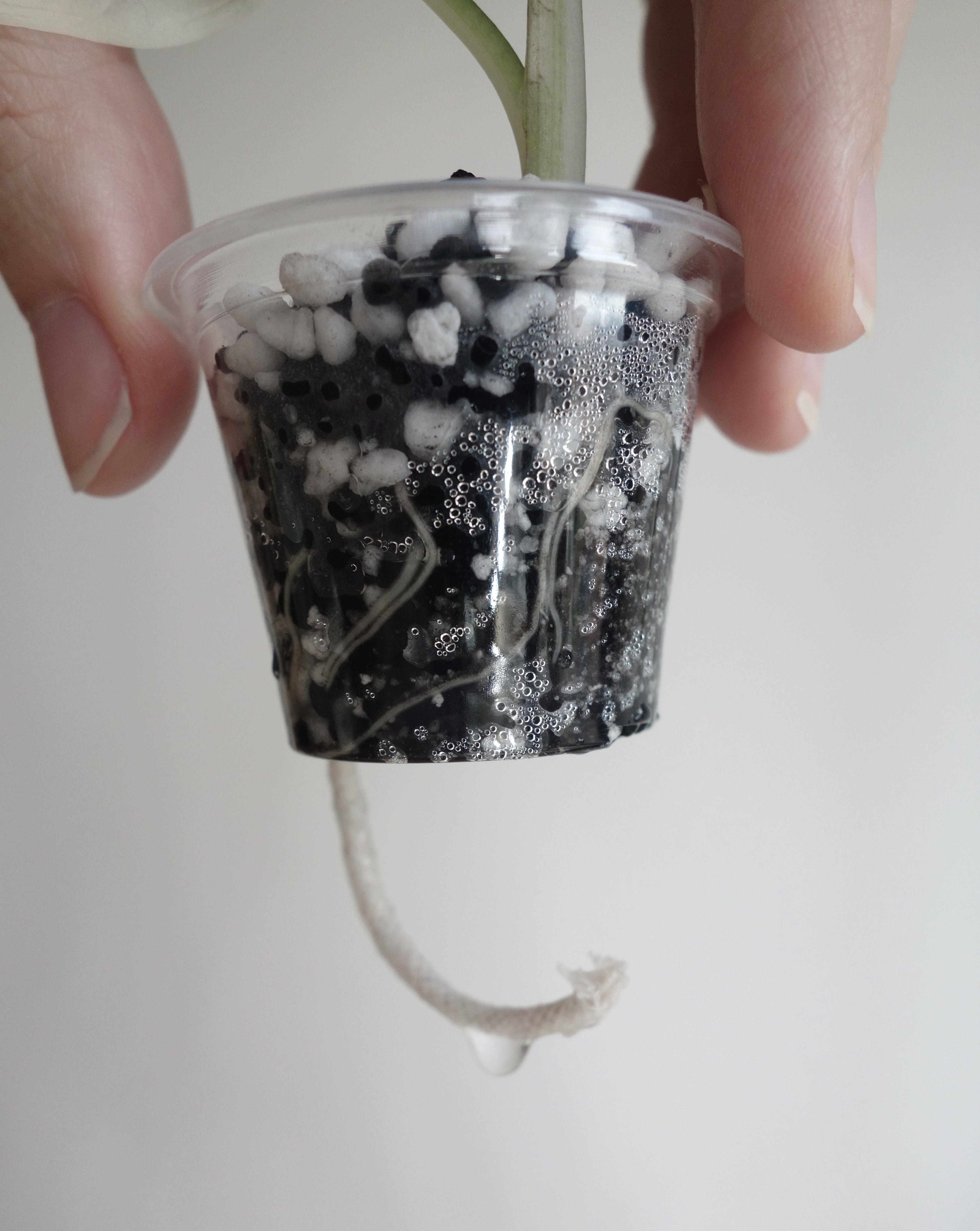 Regal Shield Albo/Pink