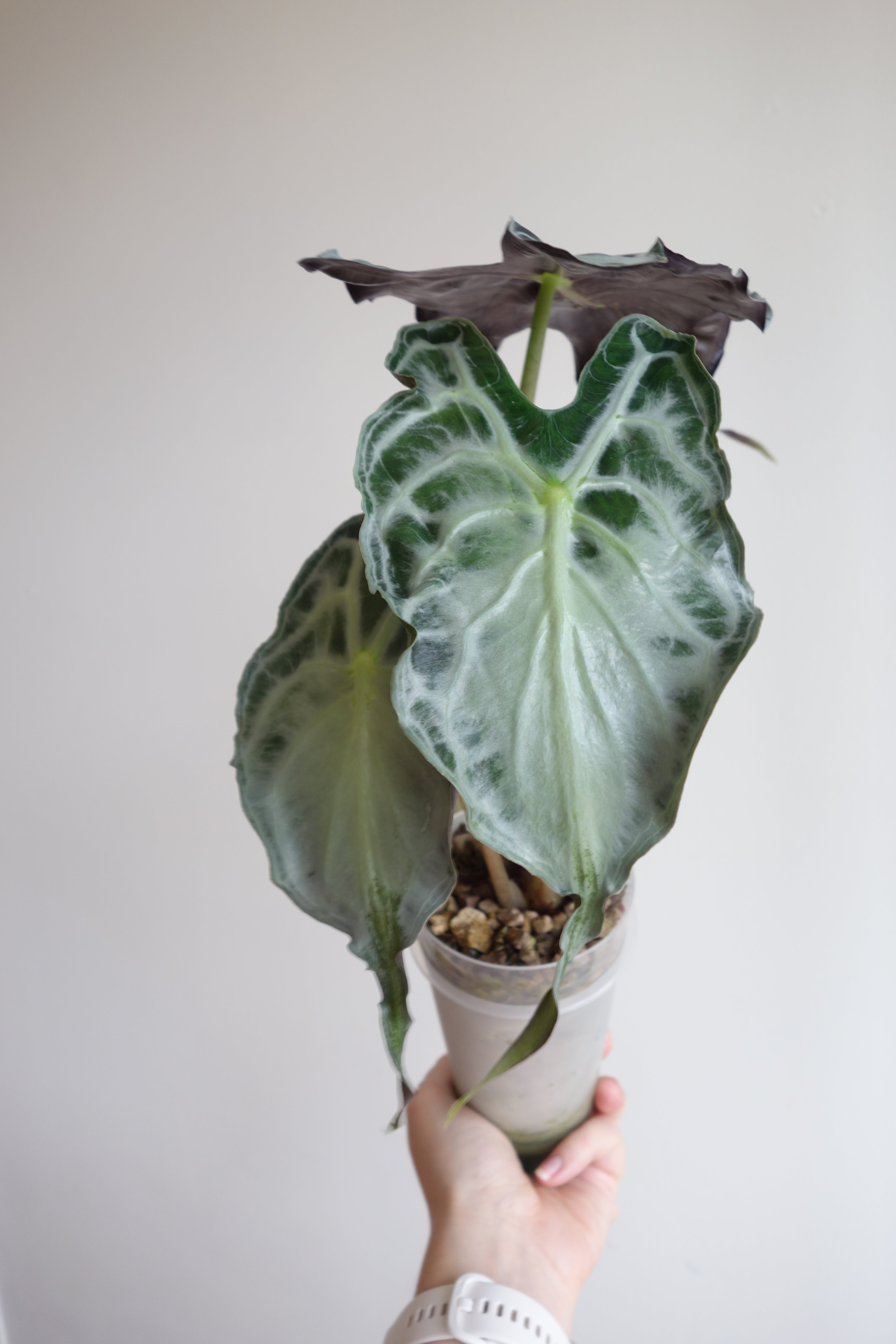 Alocasia Venom - knoll